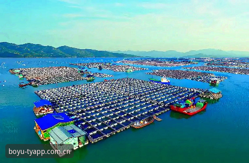 深度揭秘：博鱼综合体育资金流转教程，老用户才知道的高效操作细节